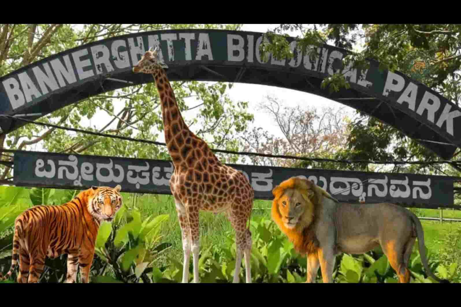 Bannerghatta National Park Entry Fee