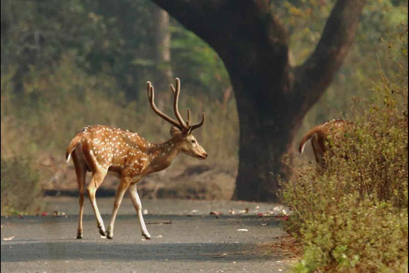 Borivali National Park Entry Fee