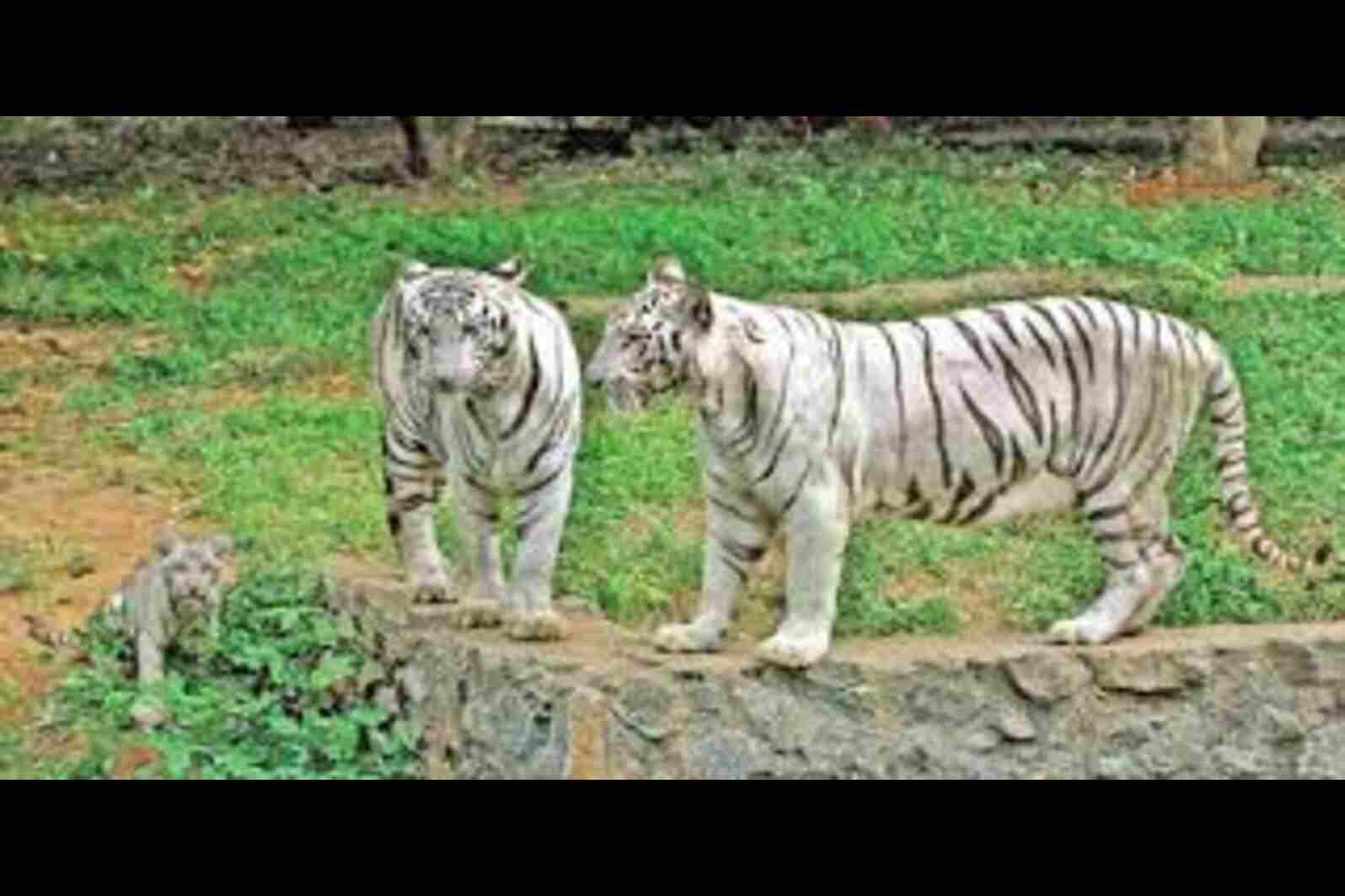 Vandalur Zoo Chennai Entry Fee