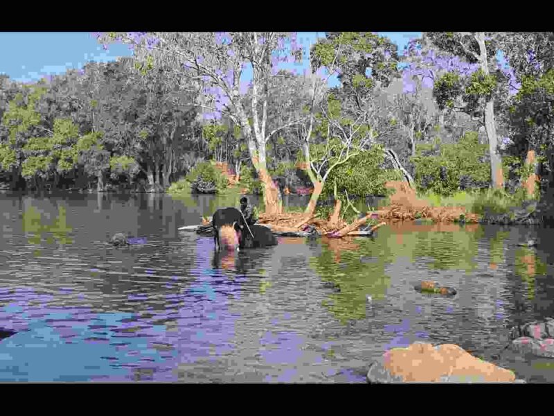 Dubare Elephant Camp Entry Fee